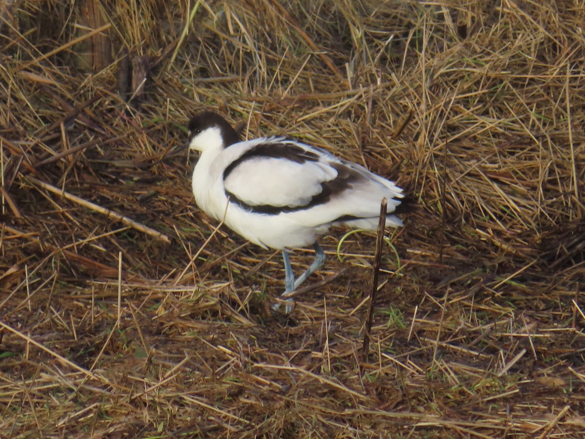 Pied Avocet - ML614203435