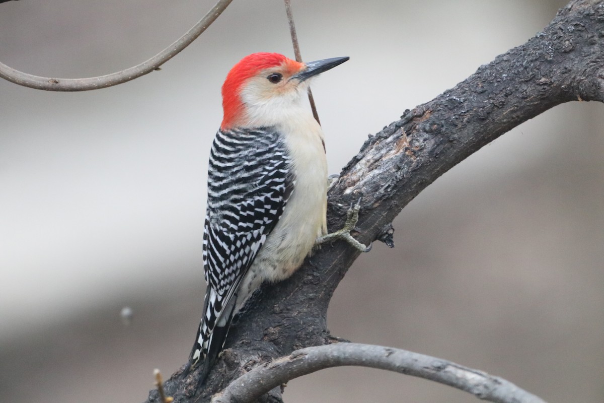 Red-bellied Woodpecker - ML614203509