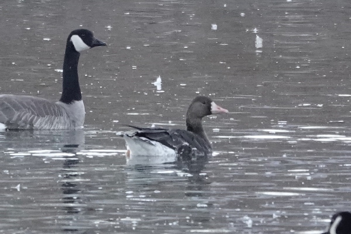 Greater White-fronted Goose - ML614203518