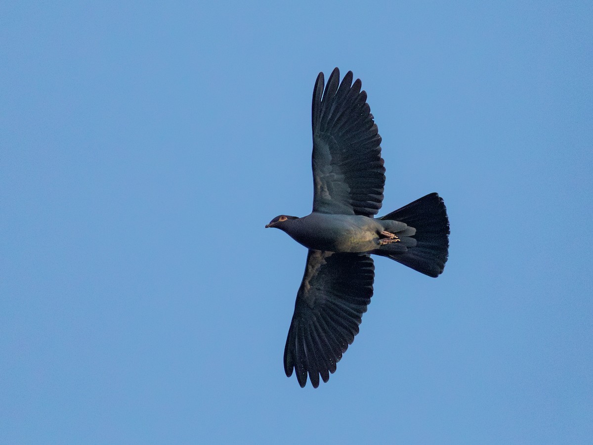 Scaly-naped Pigeon - ML614203548