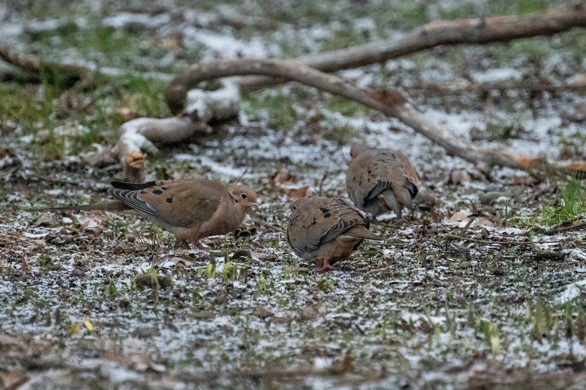 Mourning Dove - ML614203626