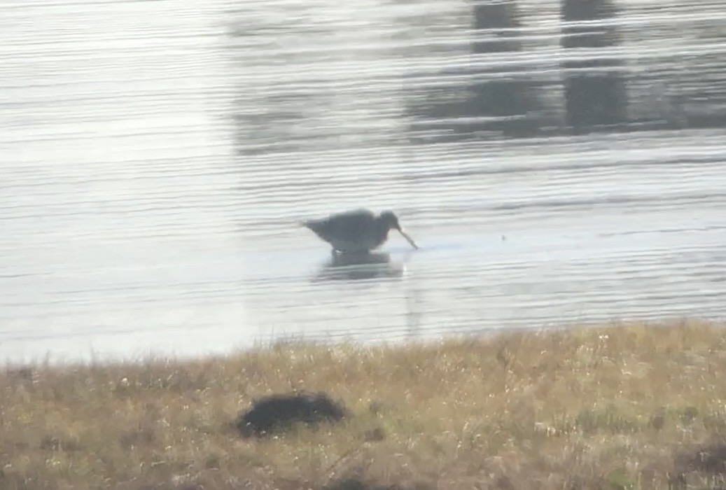 Long-billed Dowitcher - ML614203634