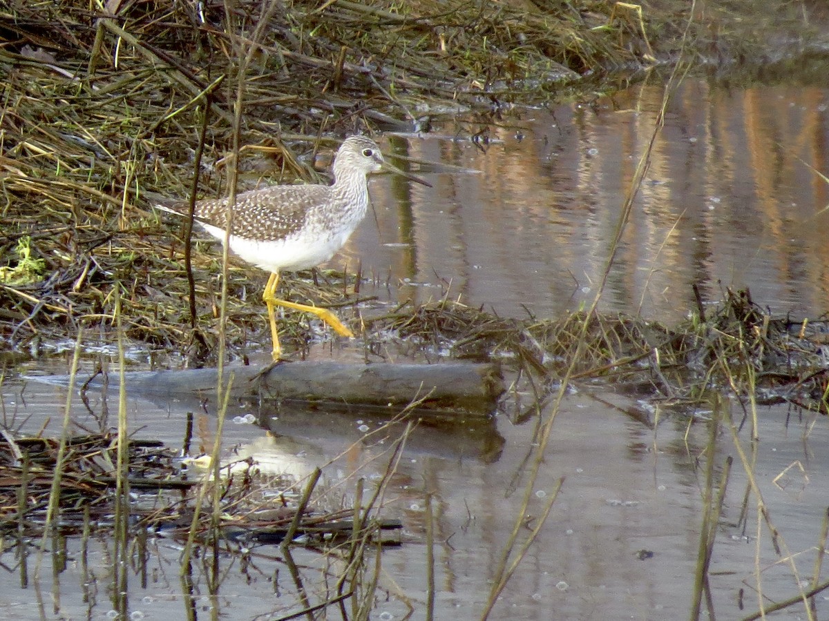 Greater Yellowlegs - ML614203646