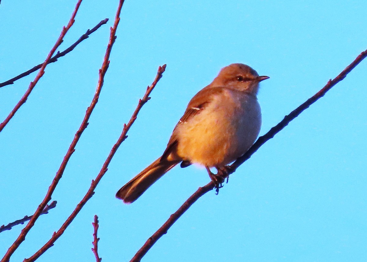 Northern Mockingbird - ML614203663
