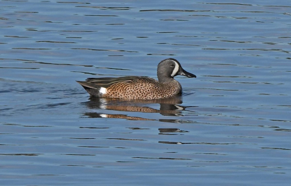 Blue-winged Teal - ML614203686
