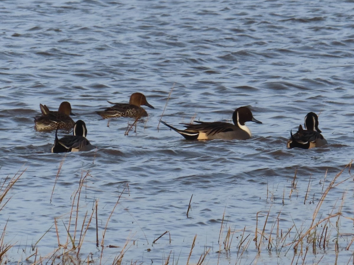 Northern Pintail - Horst Onken