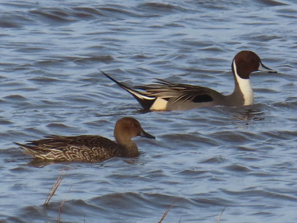 Northern Pintail - ML614203694