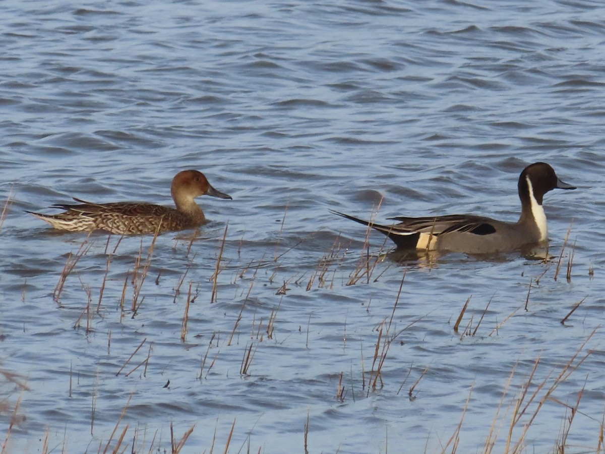 Northern Pintail - ML614203695