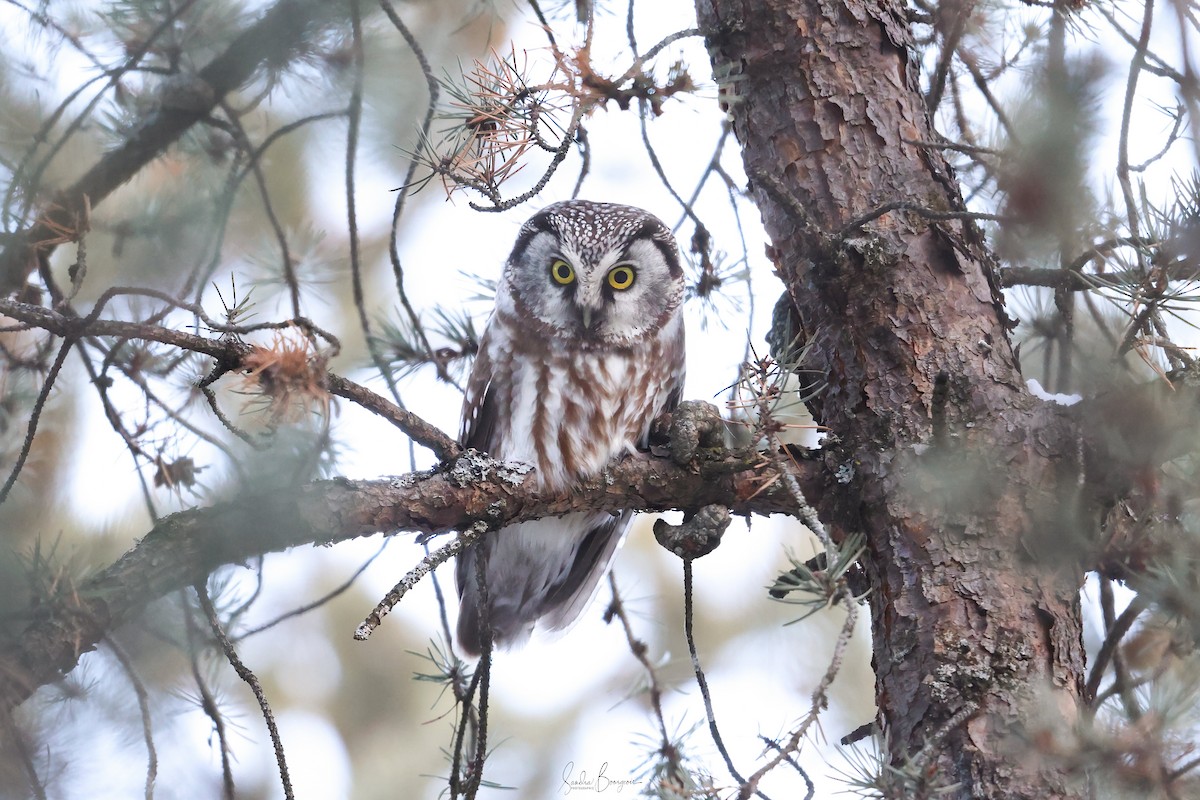 Boreal Owl - ML614203713