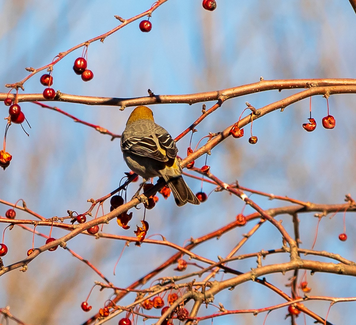 Pine Grosbeak - ML614203724