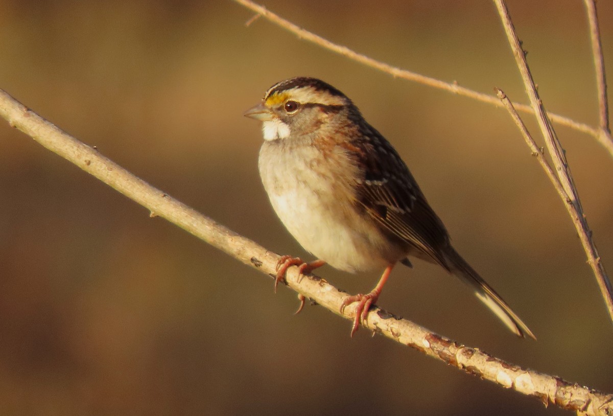 White-throated Sparrow - ML614203746