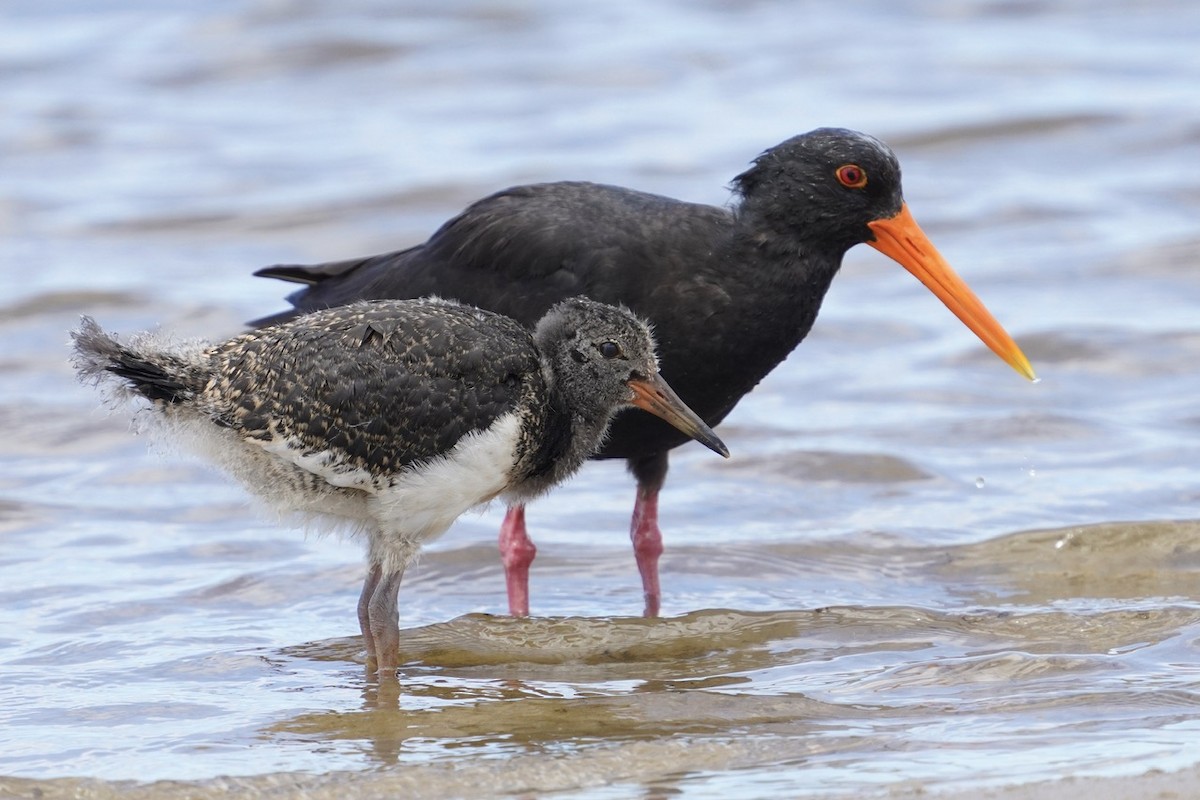 Variable Oystercatcher - Cliff Halverson