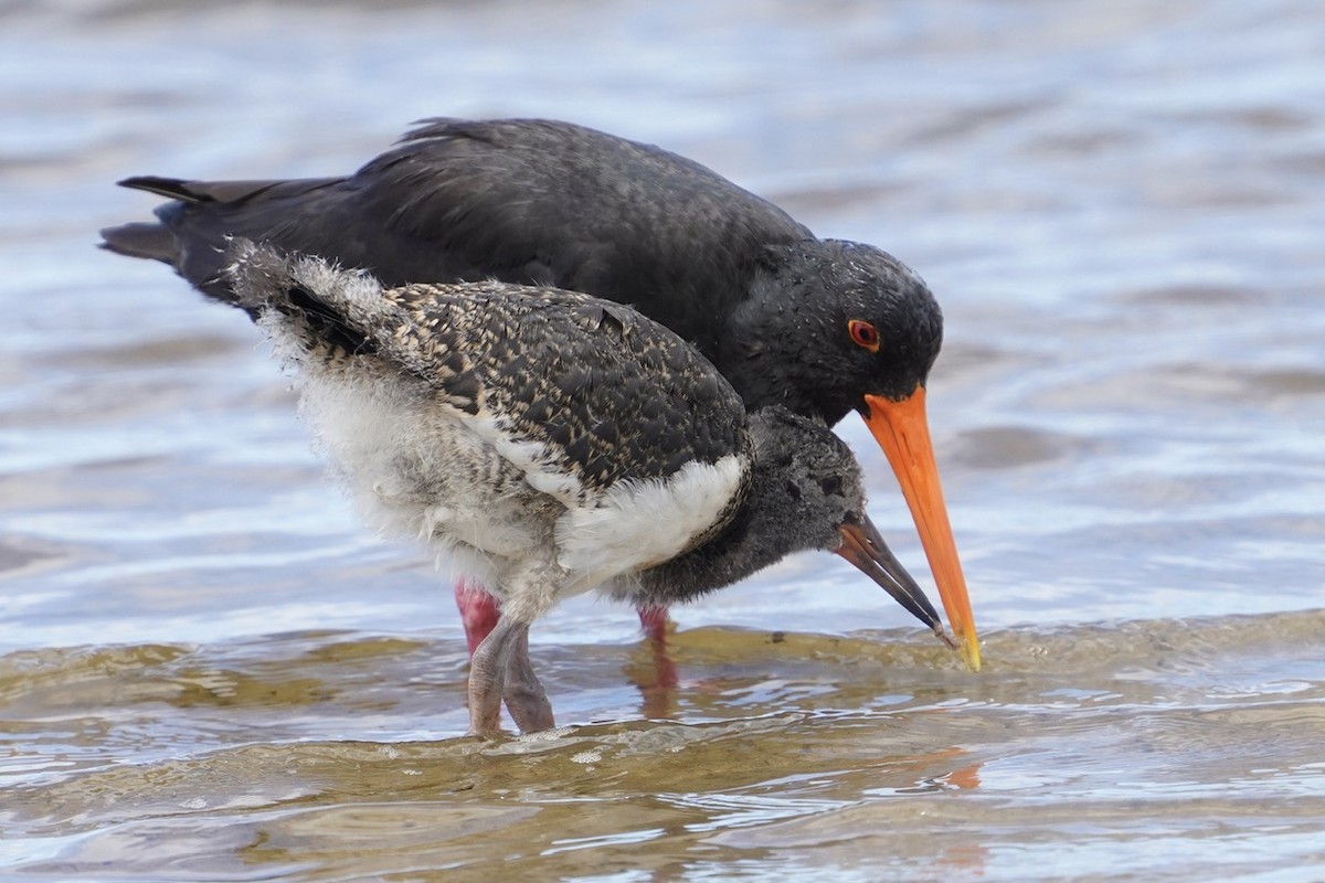 Variable Oystercatcher - ML614203818