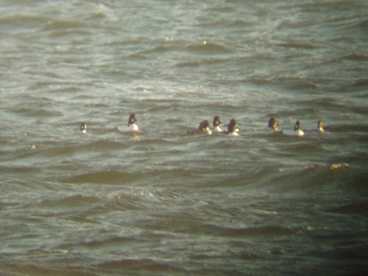 Barrow's Goldeneye - ML614203829