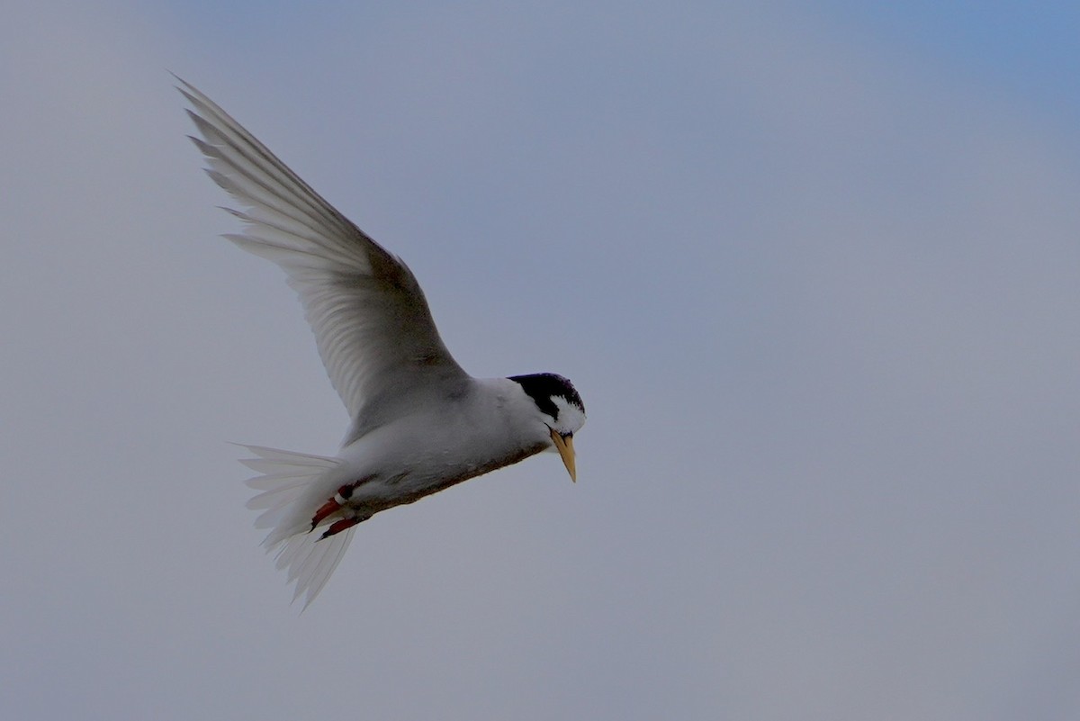 Australian Fairy Tern - ML614203857