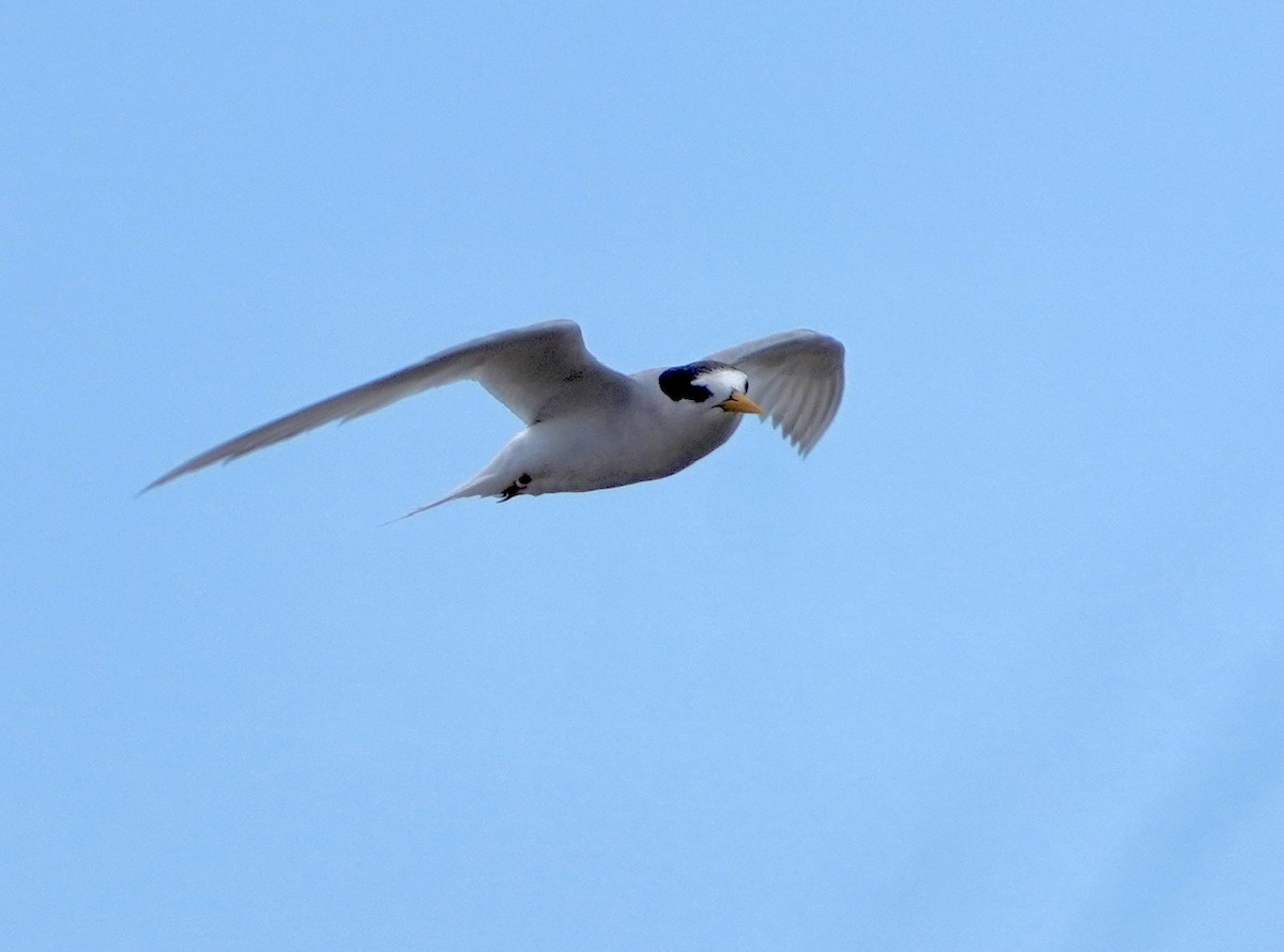 Australian Fairy Tern - ML614203858