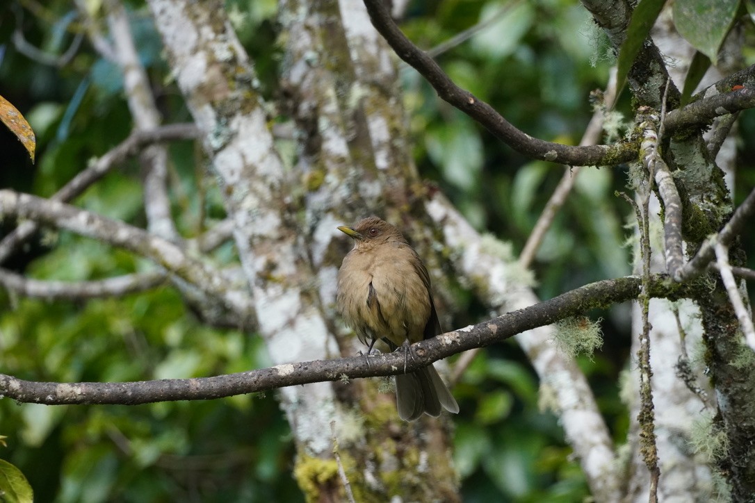 Clay-colored Thrush - ML614203917