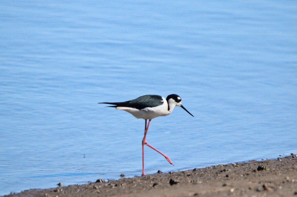 Black-necked Stilt - ML614203927