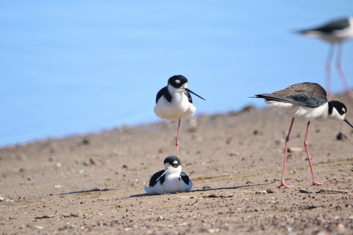 Black-necked Stilt - ML614203928