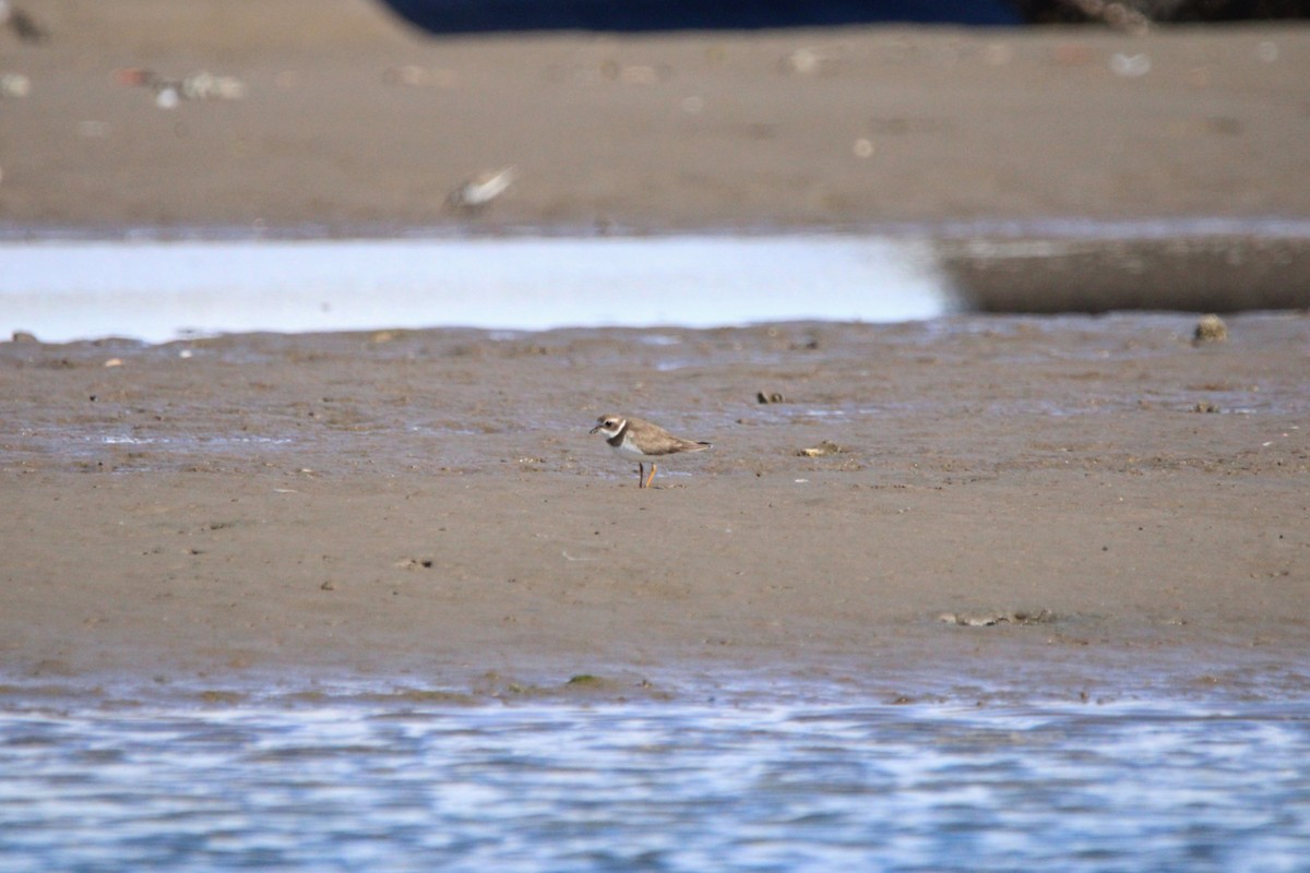 Semipalmated Plover - ML614203937