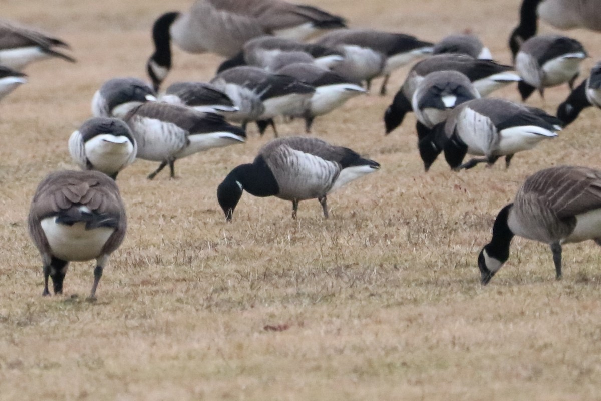 berneška tmavá (ssp. hrota) - ML614203968