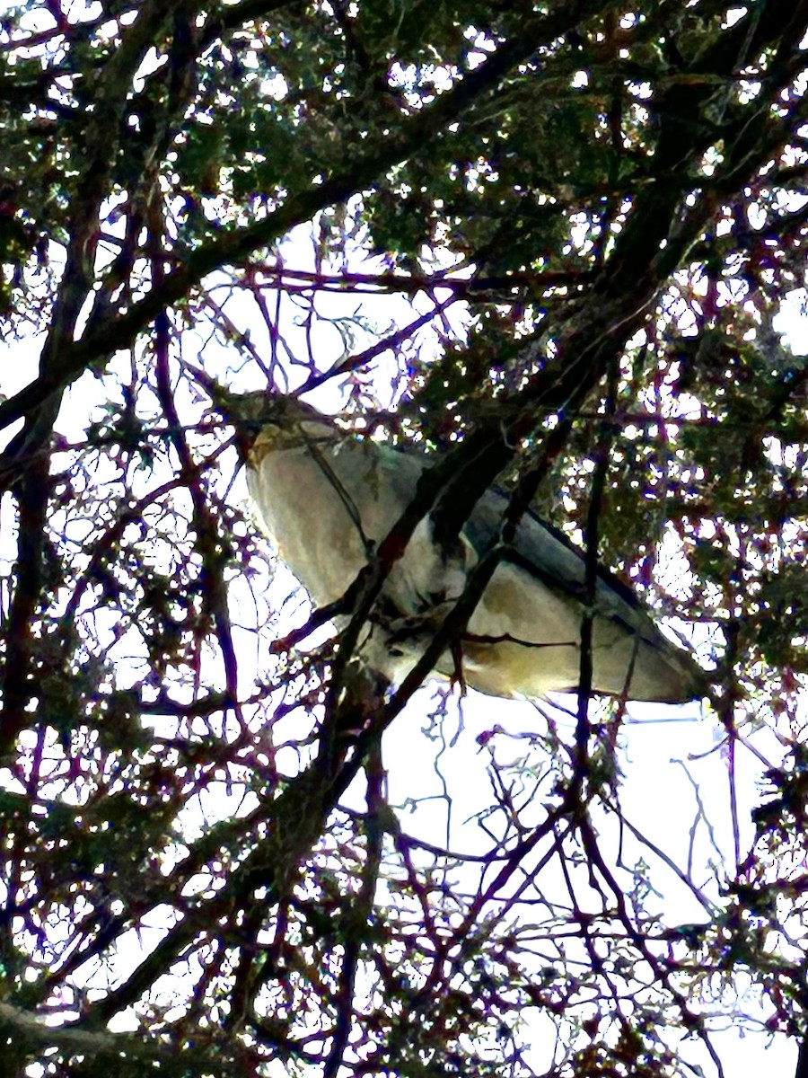 Black-crowned Night Heron - ML614204058