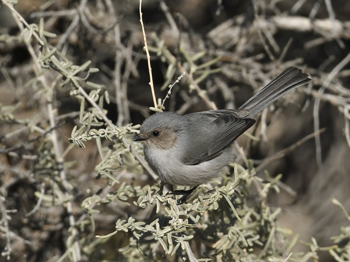 Bushtit - Kent Kleman