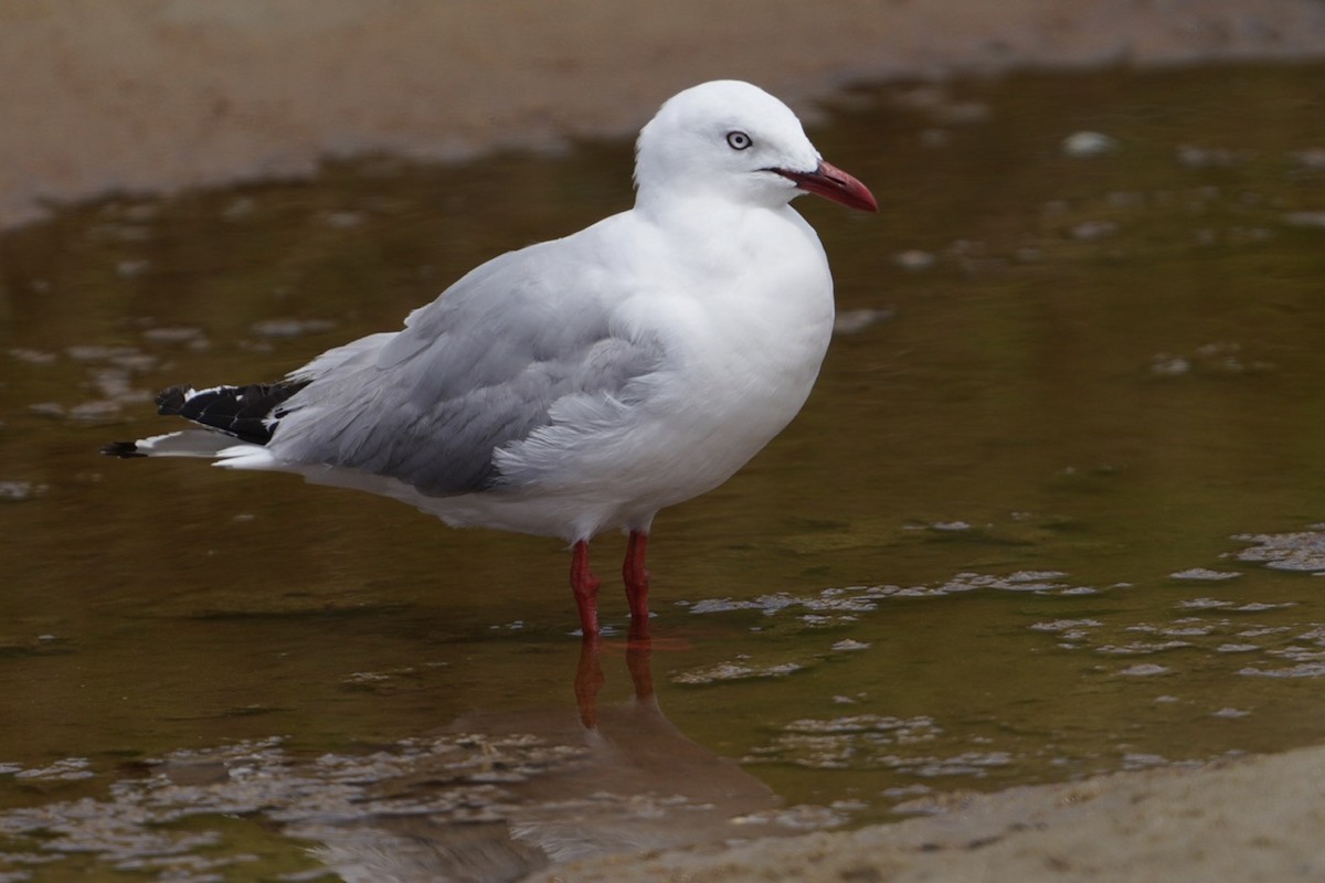 Silver Gull - ML614204141