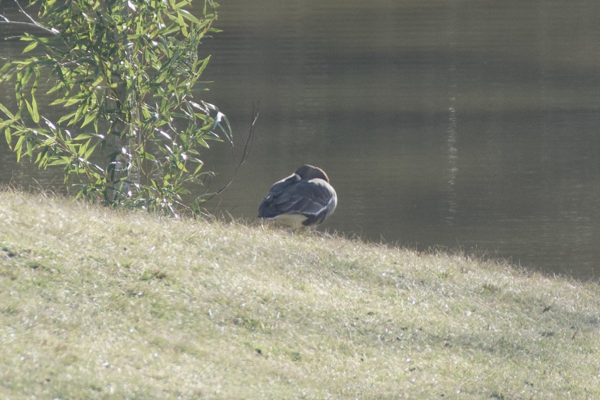 Greater White-fronted Goose - ML614204150