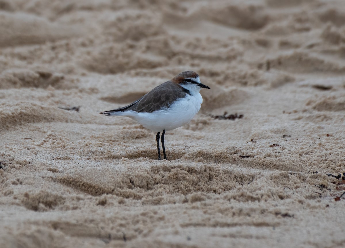 Red-capped Plover - ML614204220