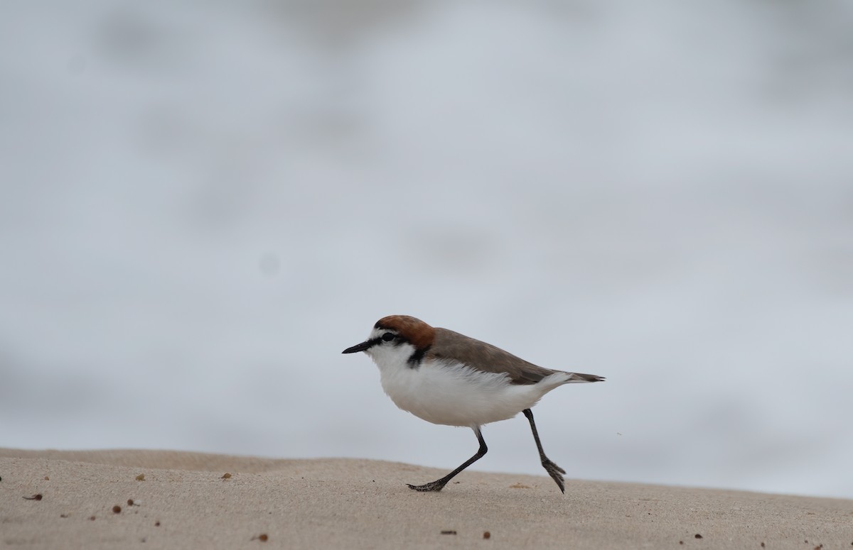 Red-capped Plover - ML614204221