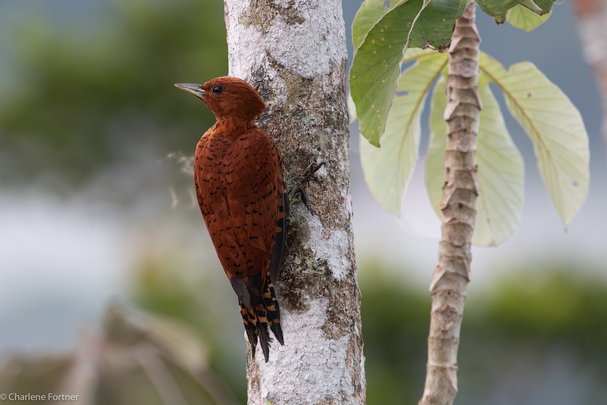 Cinnamon Woodpecker - ML614204225