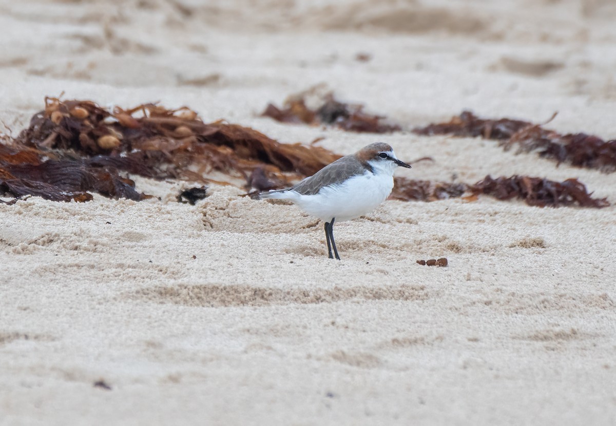 Red-capped Plover - ML614204228