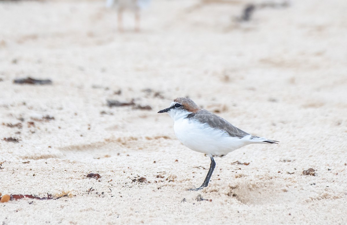 Red-capped Plover - ML614204235