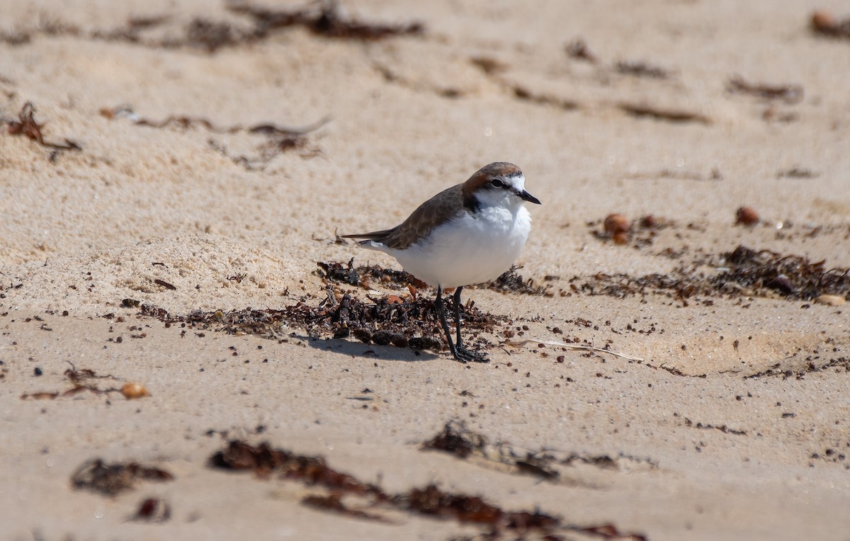 Red-capped Plover - ML614204236