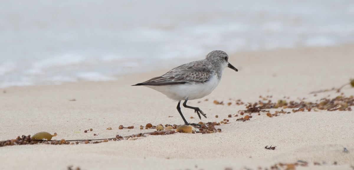 Red-necked Stint - ML614204245