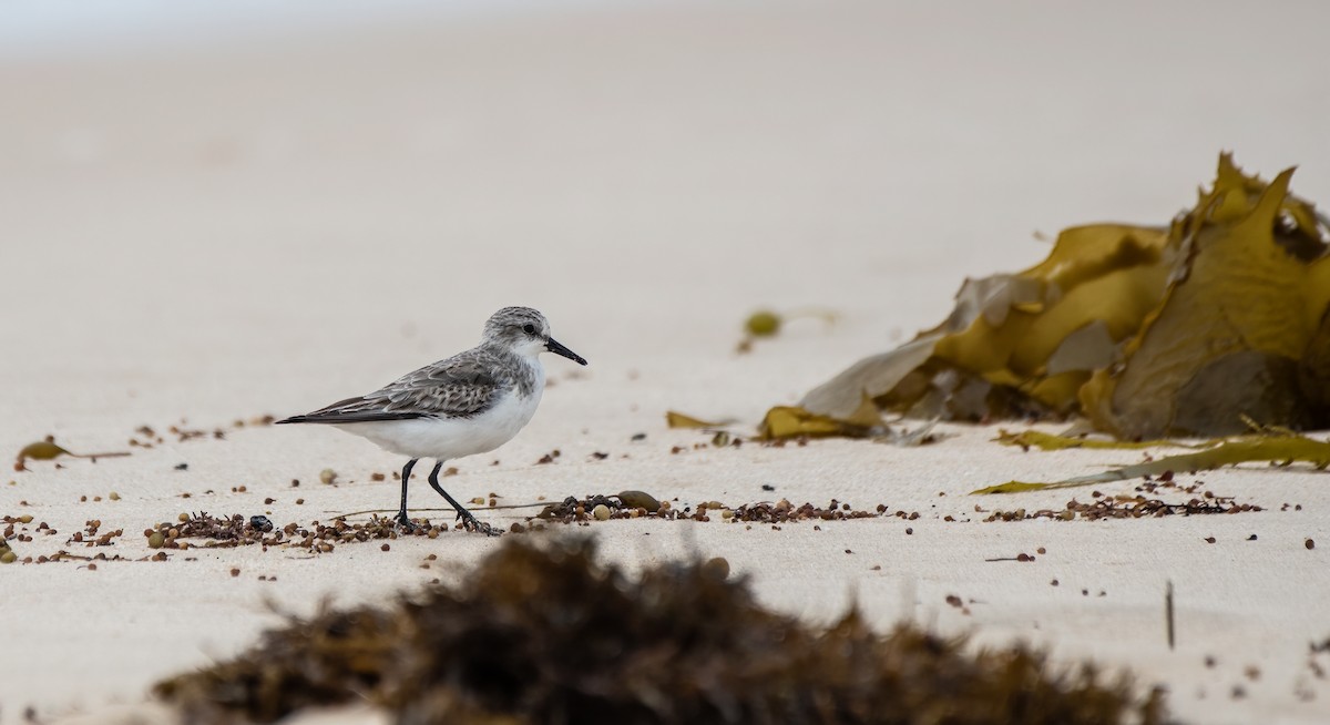 Red-necked Stint - ML614204247