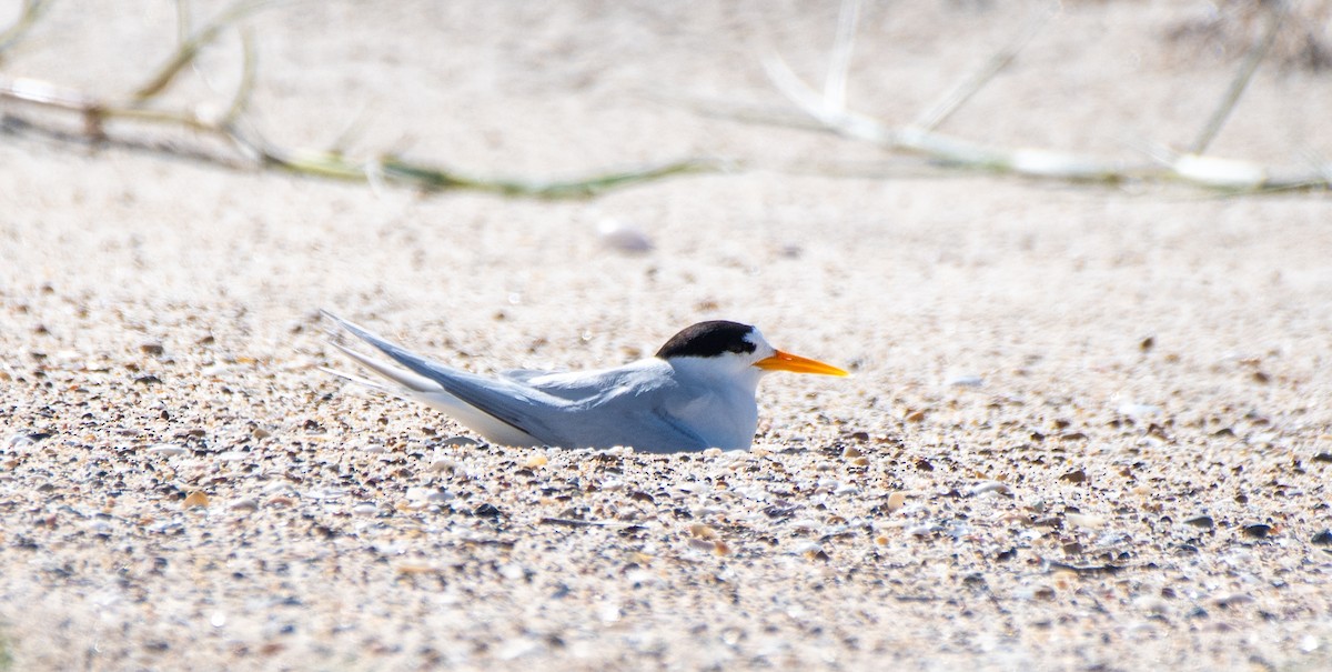 Australian Fairy Tern - ML614204260