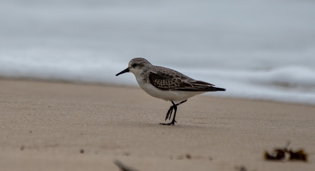 Red-necked Stint - ML614204261