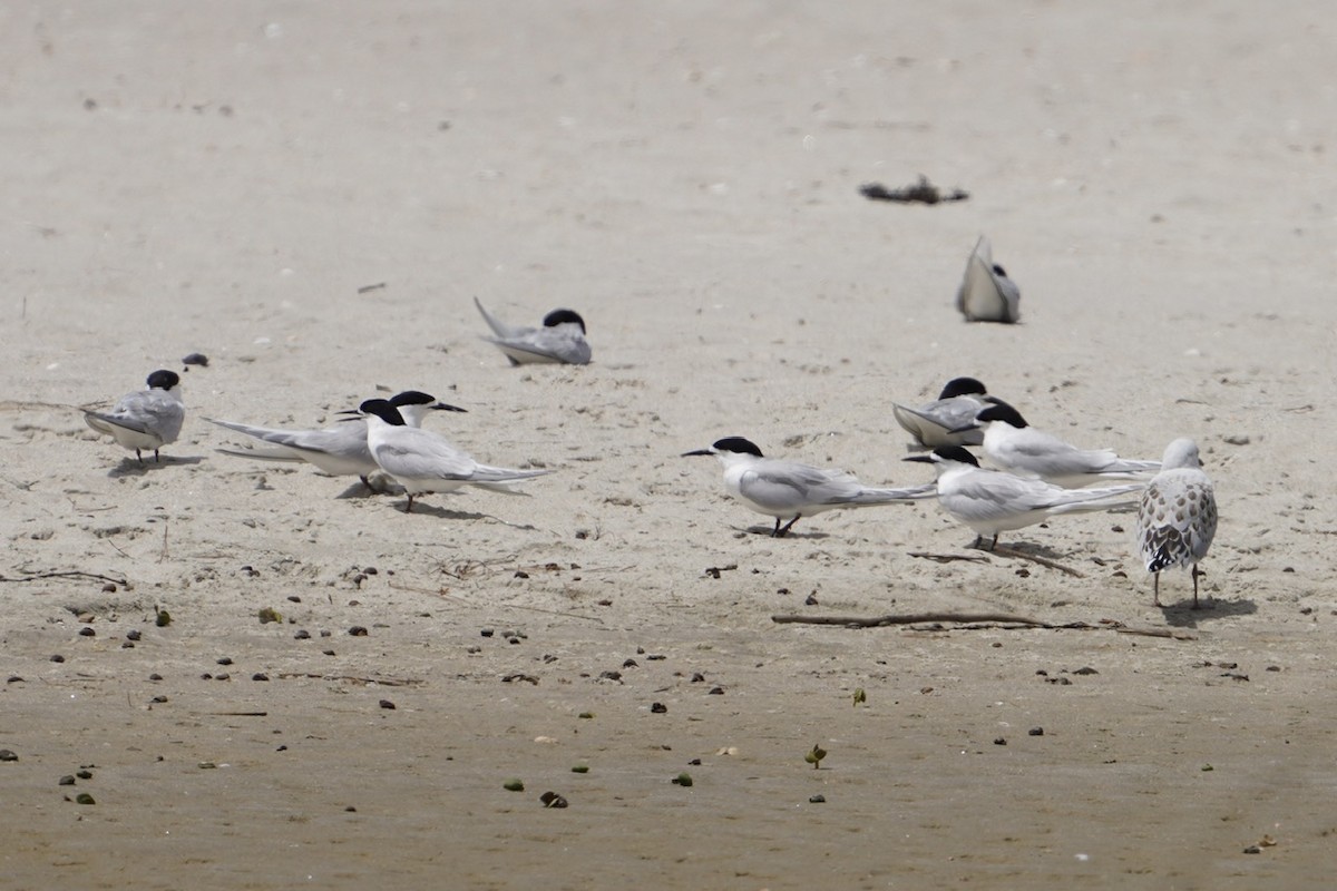 White-fronted Tern - ML614204282