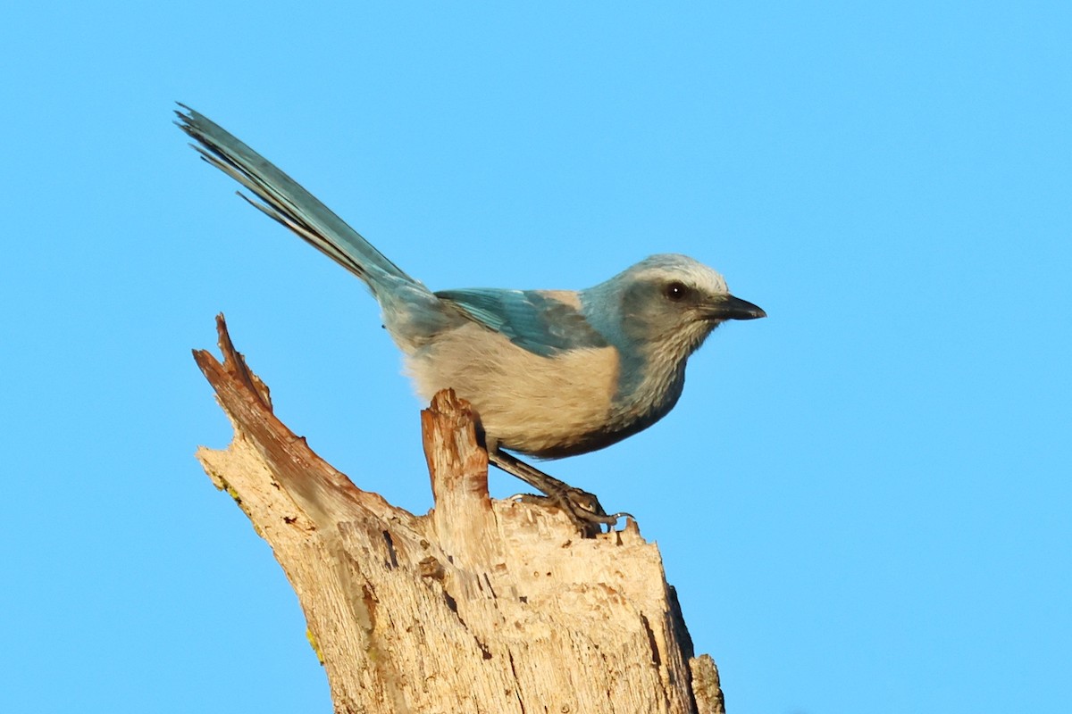 Florida Scrub-Jay - ML614204312