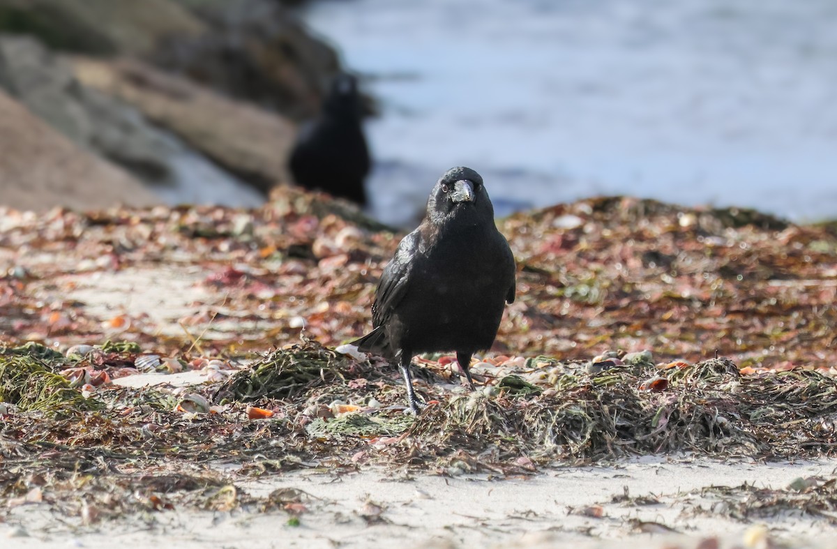 American Crow - Peter Crosson