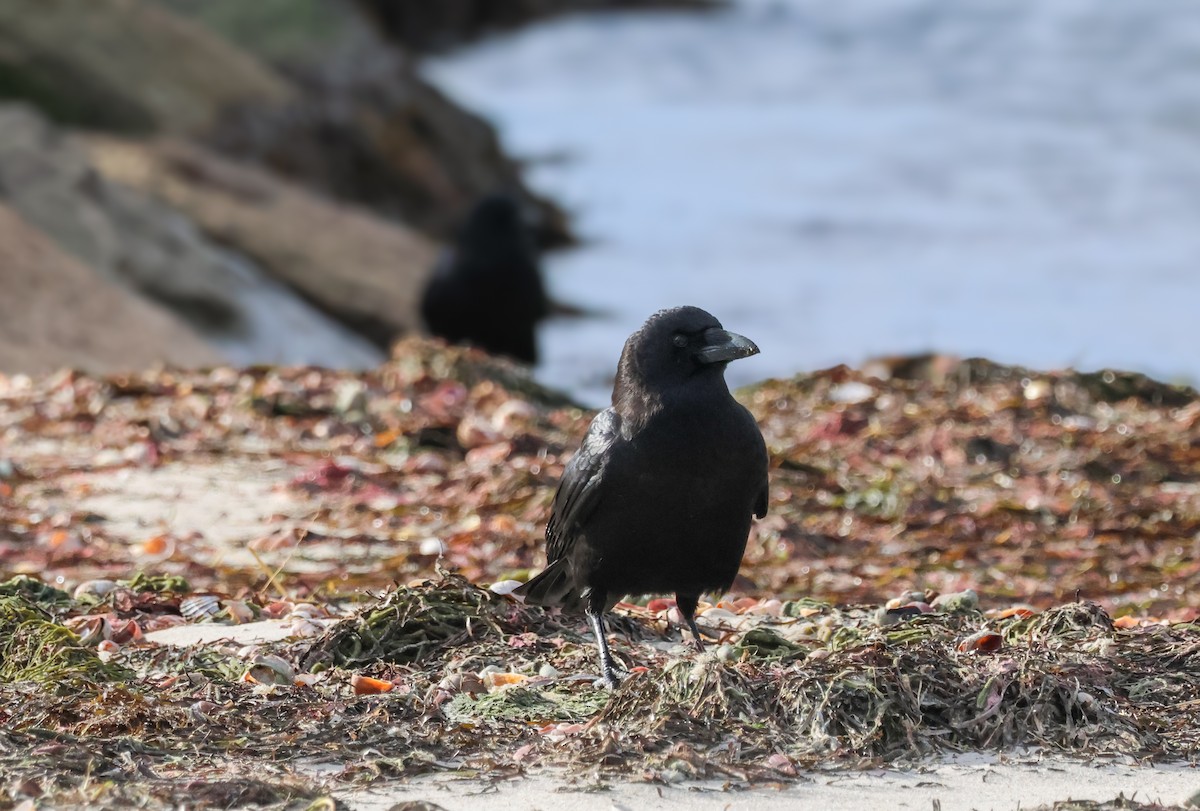 American Crow - ML614204388