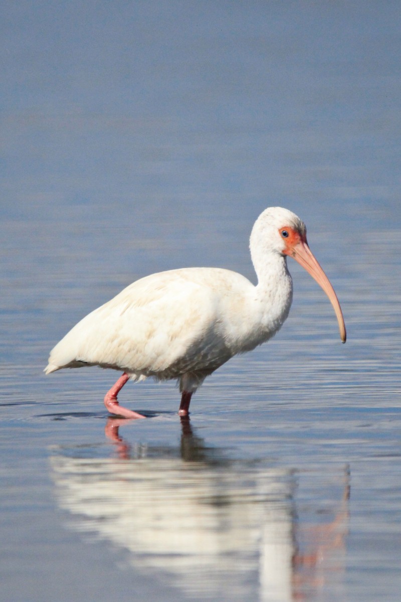 White Ibis - Alexandra Edwards