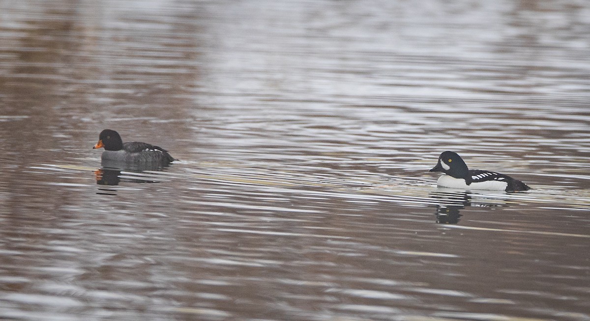 Barrow's Goldeneye - bj worth