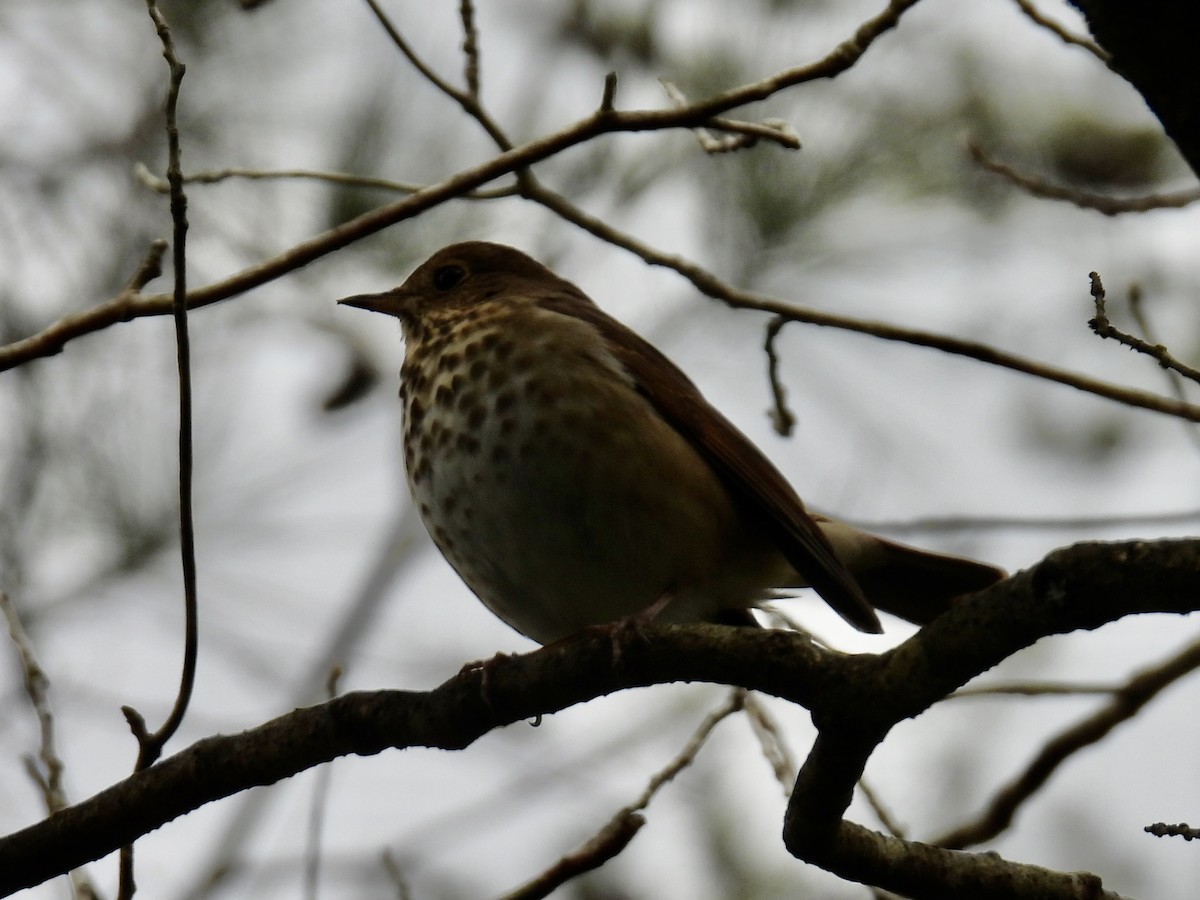 Hermit Thrush - ML614204649