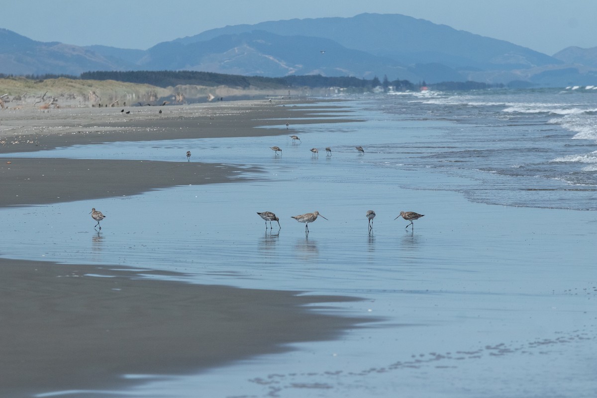 Bar-tailed Godwit - ML614204670