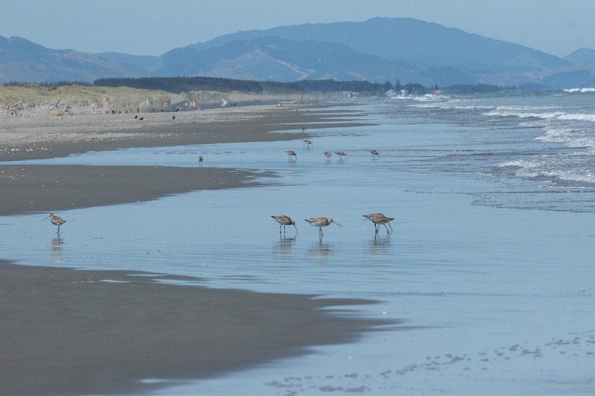 Bar-tailed Godwit - ML614204672