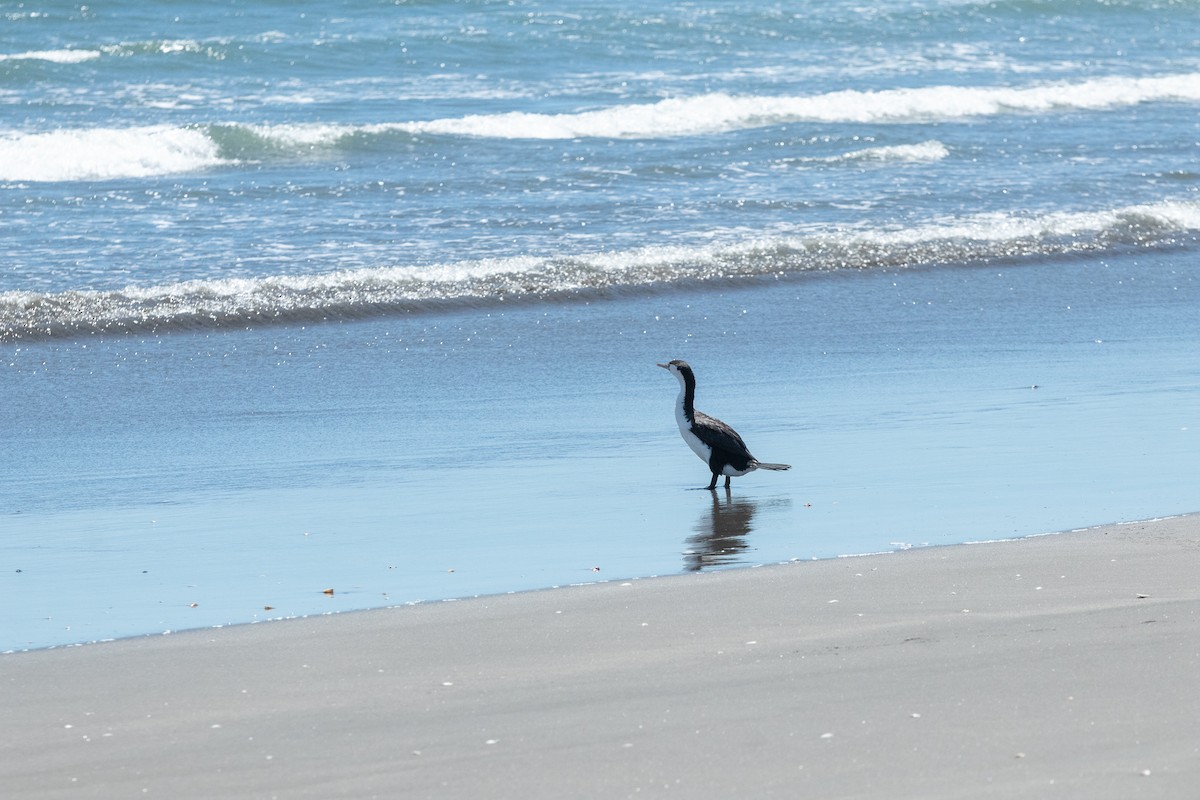 Pied Cormorant - ML614204677