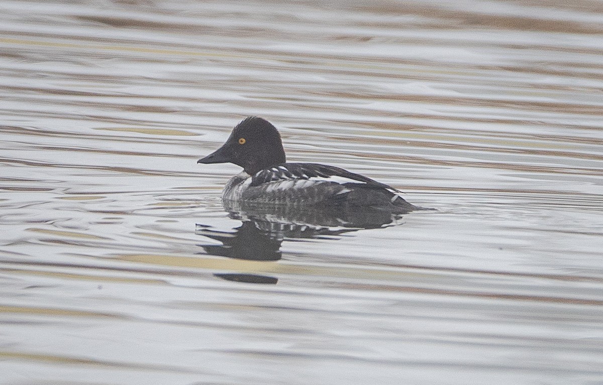 Common Goldeneye - ML614204731